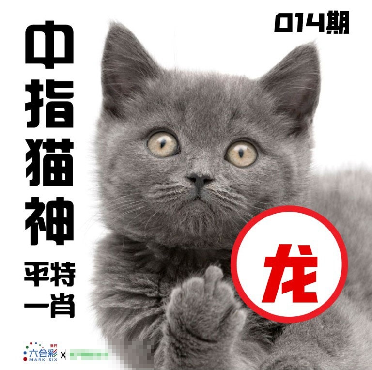 014期中指猫神[图]